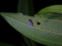 Akotropis