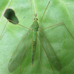 Leptotarsus virescens