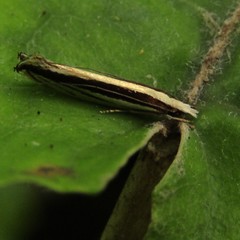 Erechthias stilbella