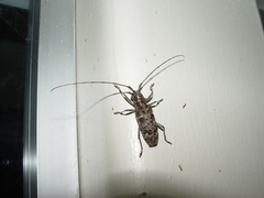 Monochamus titillator