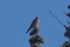 Falco columbarius suckleyi