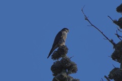 Falco columbarius suckleyi