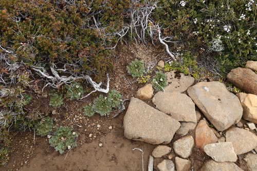 Image of Dichosciadium ranunculaceum by no rights reserved