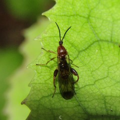 Canthyloscelis antennata