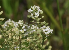 Lepidium thurberi