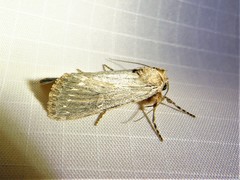 Oncocnemidinae