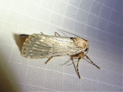 Oncocnemidinae