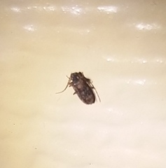Ptinus texanus