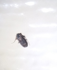 Ptinus texanus