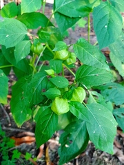 Physalis campechiana