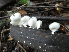 Favolus spatulatus