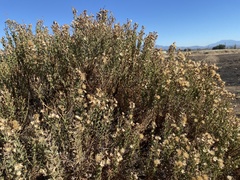 Ericameria pinifolia