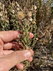 Ericameria pinifolia