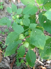 Physalis campechiana