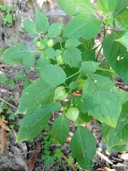 Physalis campechiana