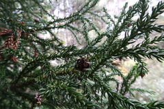 Athrotaxis selaginoides