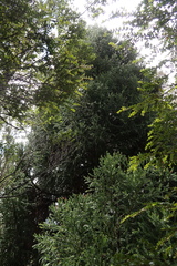 Athrotaxis selaginoides