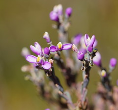 Comesperma retusum