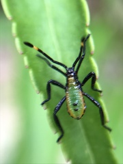 Amorbini