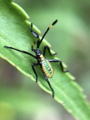Amorbini