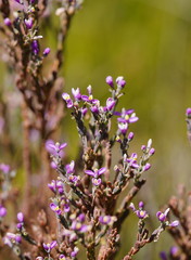Comesperma retusum