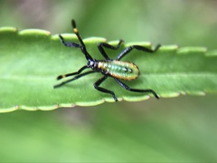 Amorbini