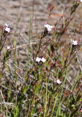 Epilobium gunnianum