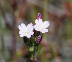 Epilobium gunnianum