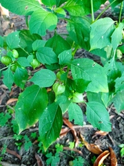 Physalis campechiana