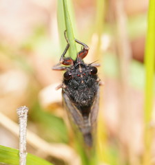 Yoyetta spectabilis