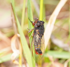 Yoyetta spectabilis