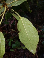 Dendropanax