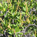 Arrow Poison Plant - Photo (c) Mike Plagens, some rights reserved (CC BY-NC), uploaded by Mike Plagens