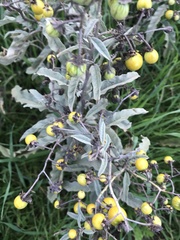 Solanum elaeagnifolium