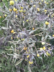 Solanum elaeagnifolium
