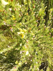 Aspalathus chenopoda