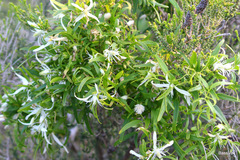 Clematis linearifolia