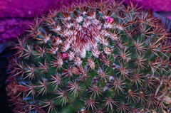 Mammillaria rhodantha fera-rubra