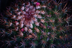 Mammillaria rhodantha fera-rubra