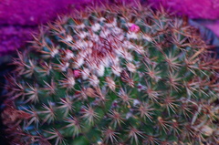 Mammillaria rhodantha fera-rubra