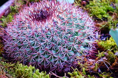 Mammillaria rhodantha fera-rubra