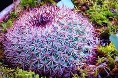 Mammillaria rhodantha fera-rubra