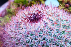 Mammillaria rhodantha fera-rubra
