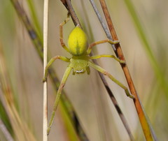 Neosparassus patellatus