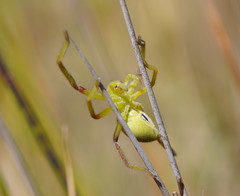 Neosparassus patellatus