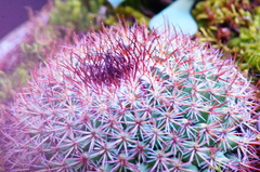 Mammillaria rhodantha fera-rubra