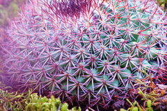 Mammillaria rhodantha fera-rubra