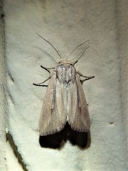 Leucania phragmitidicola