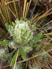 Linochilus rupestris