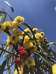 Eucalyptus erythrocorys